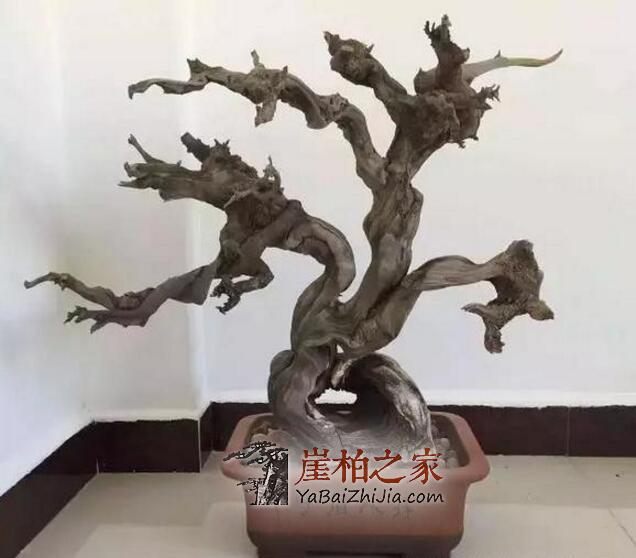 崖柏开裂修复小技巧!玩崖柏的人终身受益!-1