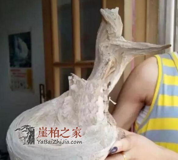 崖柏开裂修复小技巧!玩崖柏的人终身受益!-2