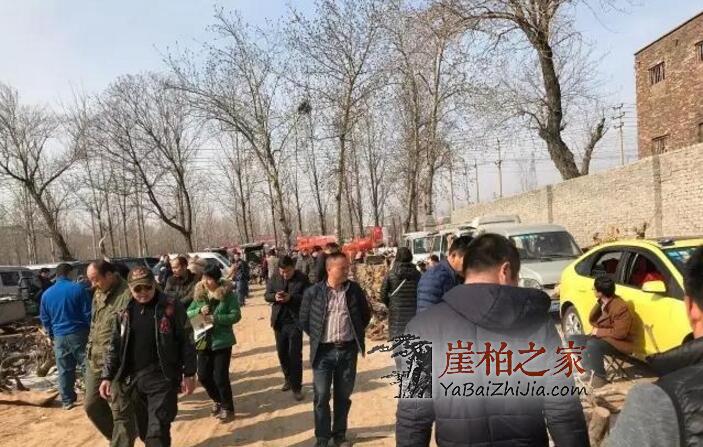 从现在开始,崖柏价格继续飞速暴涨!-2