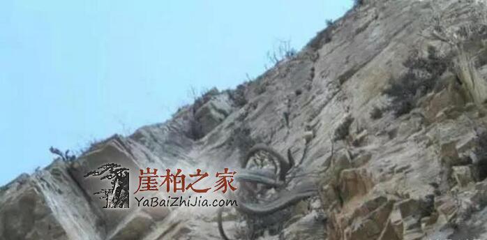 从现在开始,崖柏价格继续飞速暴涨!-3