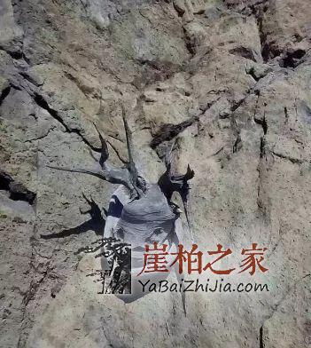 崖柏从暴涨到暴跌,未来价值将会如何发展-5
