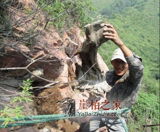为什么太行崖柏受人追捧?探秘太行崖柏的神奇之处!-1