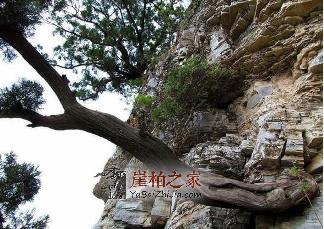 为什么太行崖柏受人追捧?探秘太行崖柏的神奇之处!-2