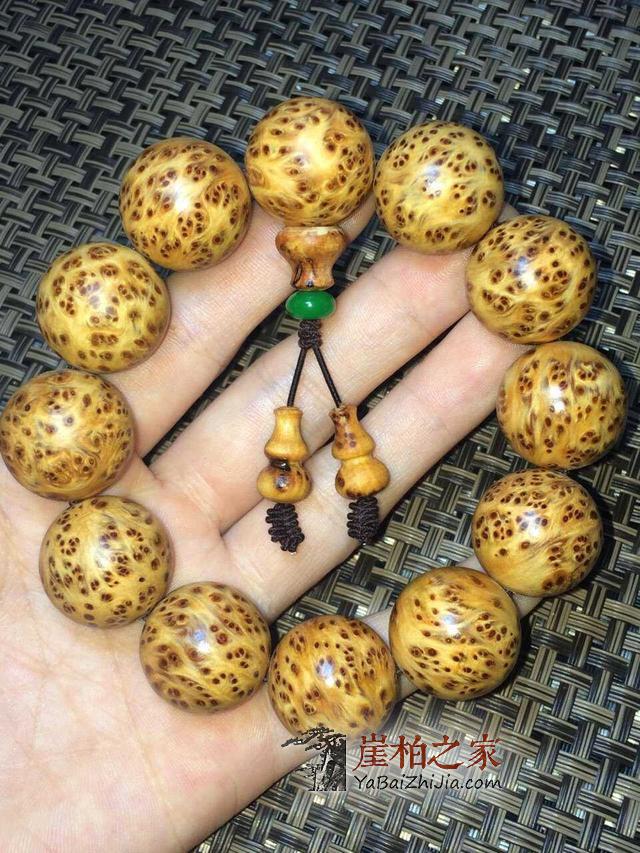 关于太行崖柏的味道-2