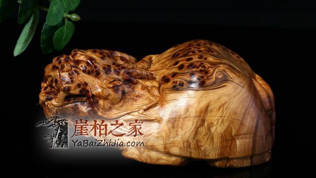 关于太行崖柏的味道-3