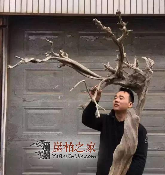 这几点,足以让崖柏价格无法下跌-1