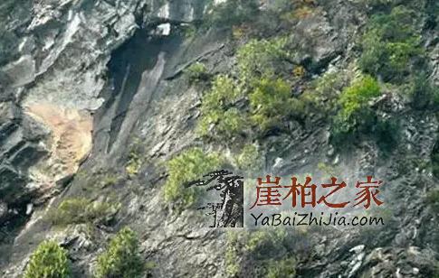 关于崖柏最全的知识,老司机要开车了-1