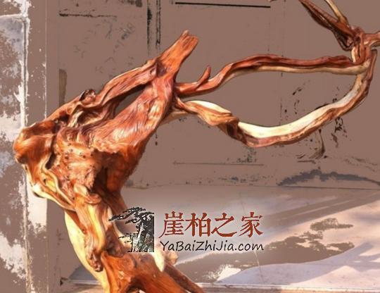 关于崖柏最全的知识,老司机要开车了-9