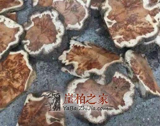 宁可错砍也不放过一棵,崖柏涨价,柏树一家遭厄运!-3