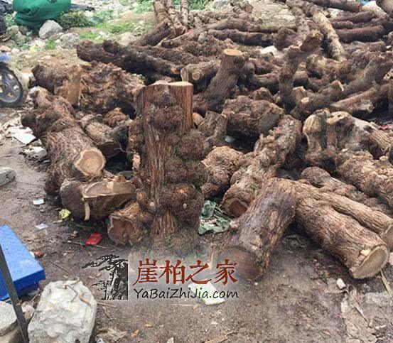 宁可错砍也不放过一棵,崖柏涨价,柏树一家遭厄运!-1