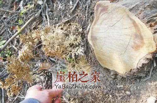 宁可错砍也不放过一棵,崖柏涨价,柏树一家遭厄运!-2