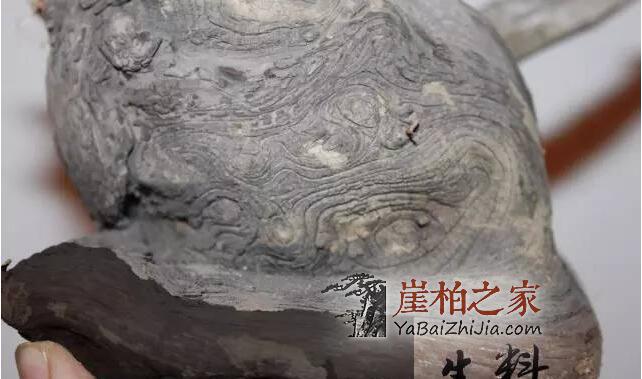 如何从崖柏毛料上辨别料质好坏?-1