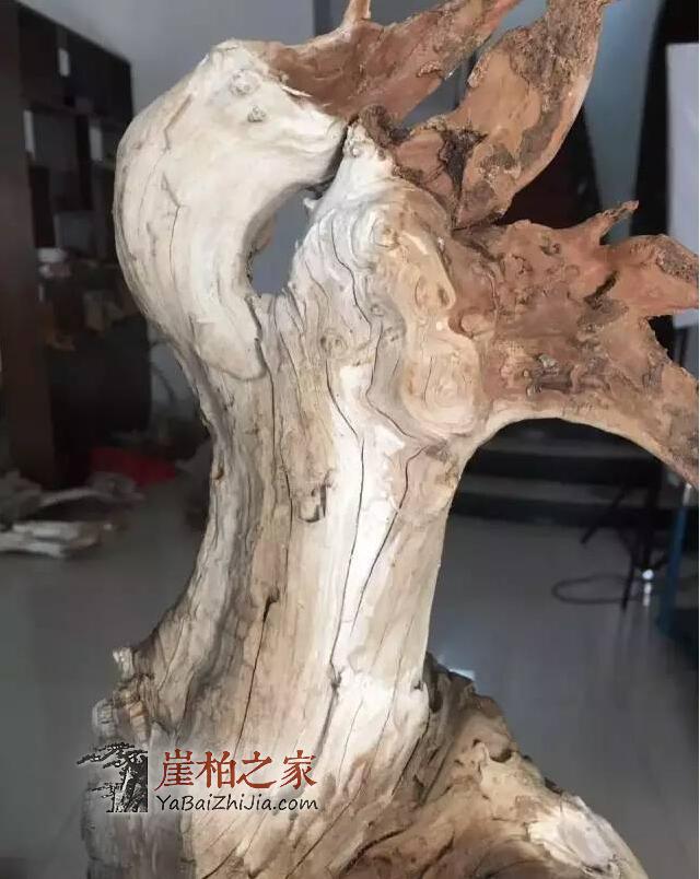 如何从崖柏毛料上辨别料质好坏?-7