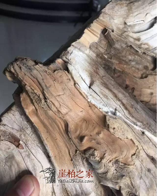 如何从崖柏毛料上辨别料质好坏?-8