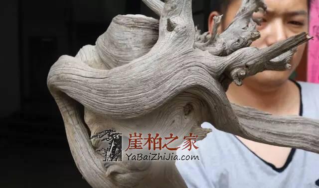如何从崖柏毛料上辨别料质好坏?-10