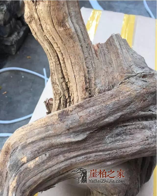 如何从崖柏毛料上辨别料质好坏?-17