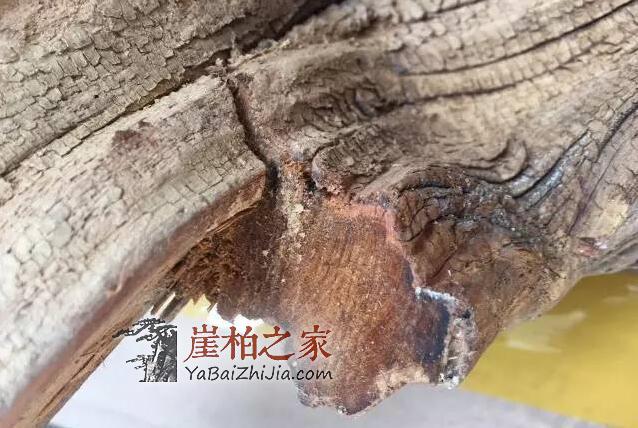 如何从崖柏毛料上辨别料质好坏?-18