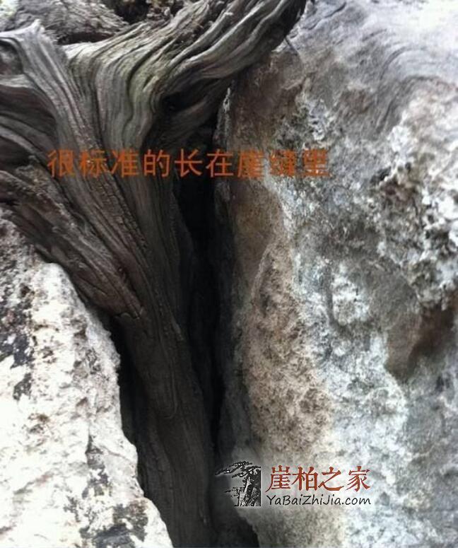 干货!赏鉴崖柏的十大常识-1