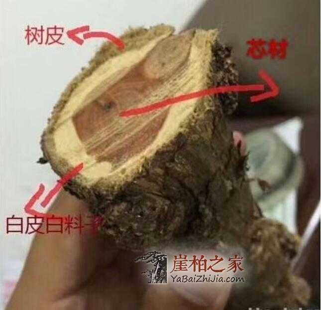 干货!赏鉴崖柏的十大常识-5
