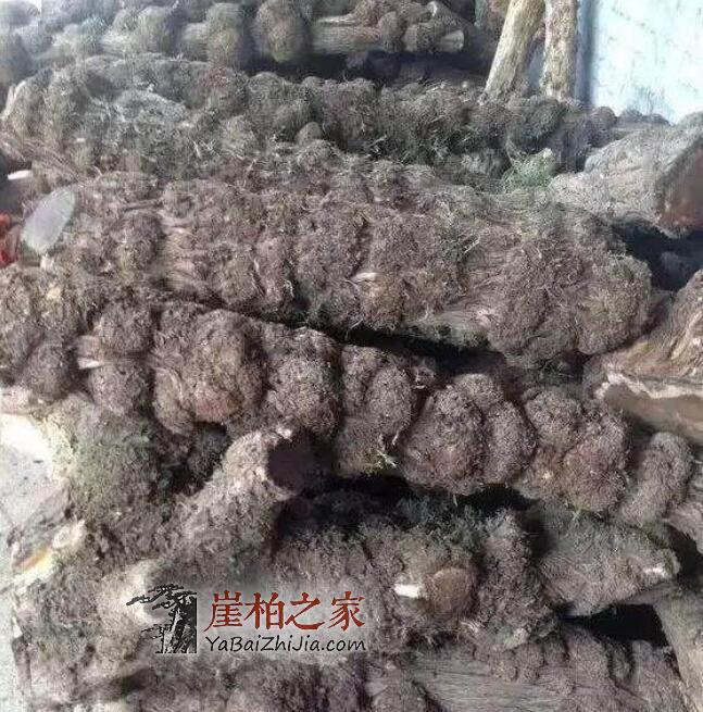 干货!赏鉴崖柏的十大常识-12