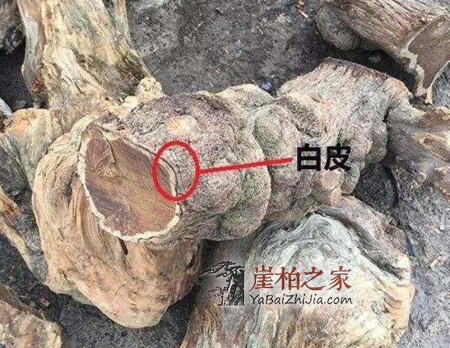 干货!赏鉴崖柏的十大常识-13