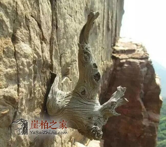 干货!赏鉴崖柏的十大常识-14