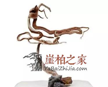 崖柏收藏指南,未来有极大升值潜力的六大料形崖柏!-4