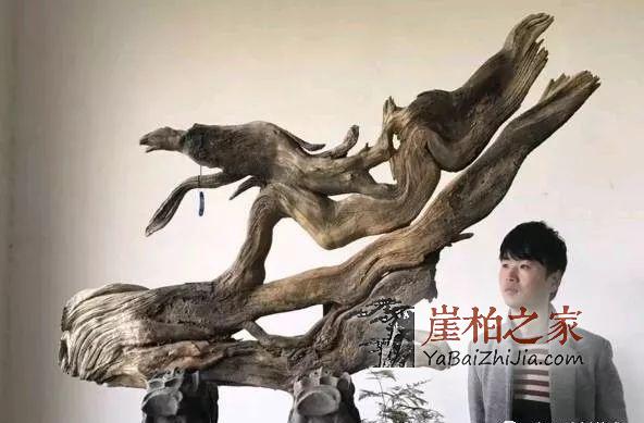 崖柏收藏指南,未来有极大升值潜力的六大料形崖柏!-5