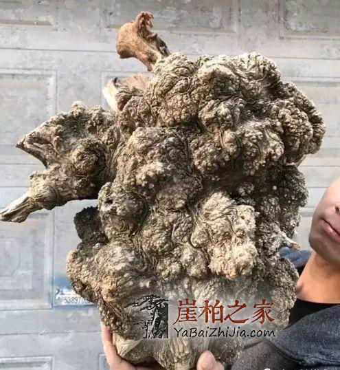 崖柏收藏指南,未来有极大升值潜力的六大料形崖柏!-7