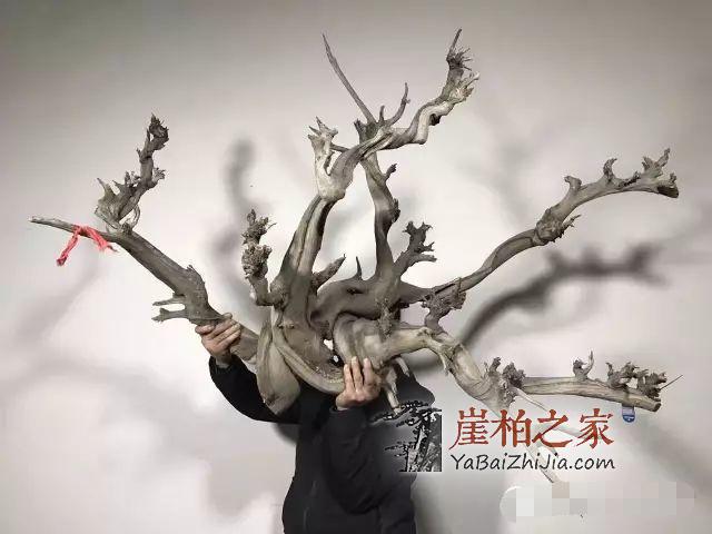 崖柏收藏的几大要素一定要牢记!-4