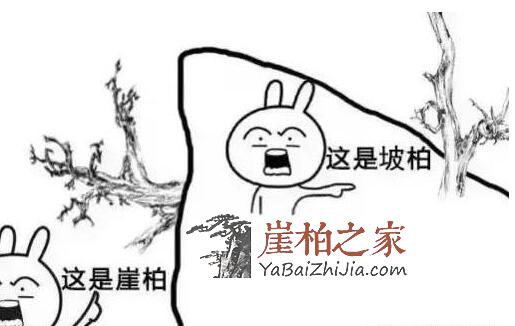 崖柏的仿品做的太逼真,只能使出“绝招”了!-1