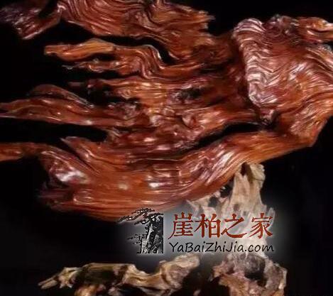 崖柏的仿品做的太逼真,只能使出“绝招”了!-3
