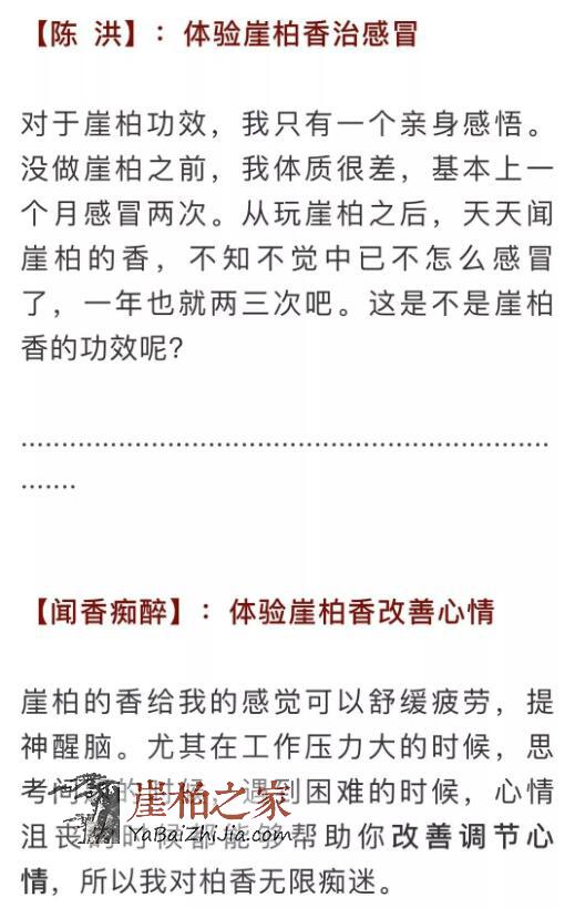 崖柏之家:喝崖柏茶治好了我的咽喉炎和你的鼻炎-3