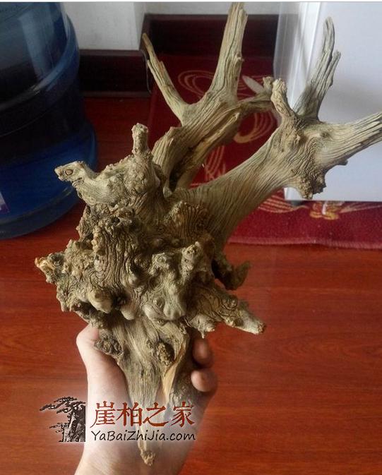 连这几种陈化瘤都分不清楚,还怎么玩崖柏!-3