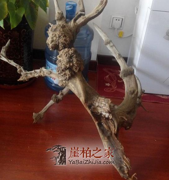 连这几种陈化瘤都分不清楚,还怎么玩崖柏!-2
