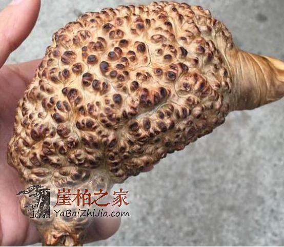 教你慧眼识“木”看穿崖柏瘤疤造假!-1
