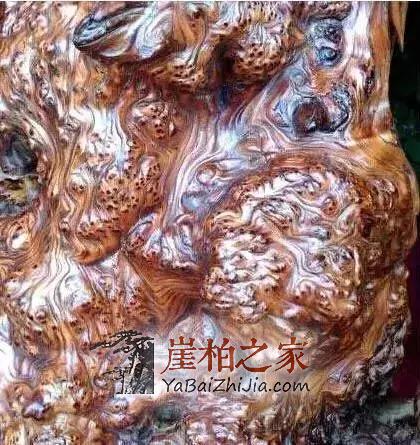 认识崖柏,爱上崖柏!-5