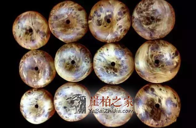 认识崖柏,爱上崖柏!-9