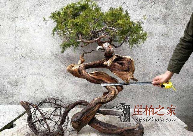 男子挖崖柏被困百米悬崖,民警解救脱困境-4