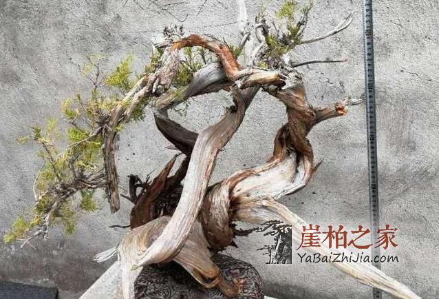 男子挖崖柏被困百米悬崖,民警解救脱困境-5