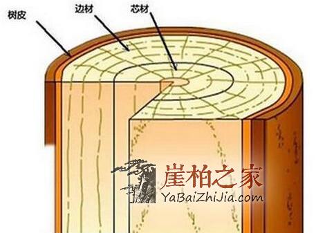 且盘且珍惜，崖柏深度剖析，图解生料老料陈化料，差距很大涨知识-1