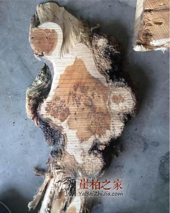 且盘且珍惜,崖柏深度剖析,图解生料老料陈化料,差距很大涨知识-4