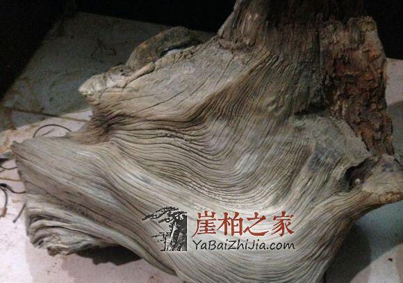 且盘且珍惜,崖柏深度剖析,图解生料老料陈化料,差距很大涨知识-6