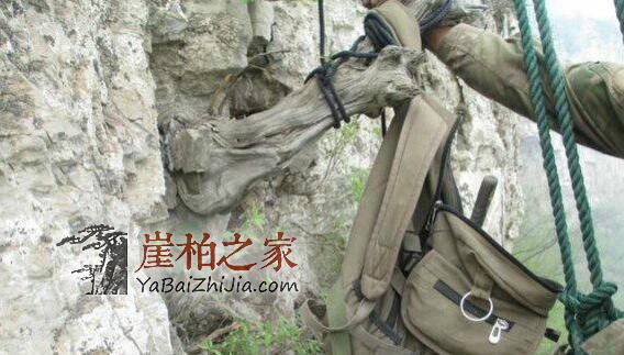 且盘且珍惜,崖柏深度剖析,图解生料老料陈化料,差距很大涨知识-7