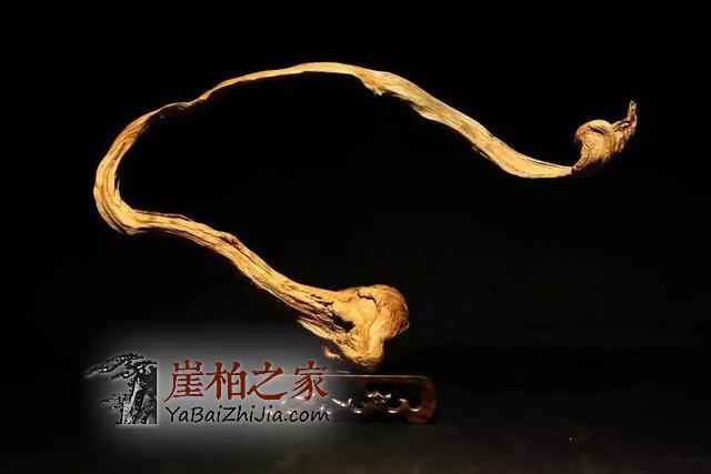 崖柏:生命的暗香浮涌-7