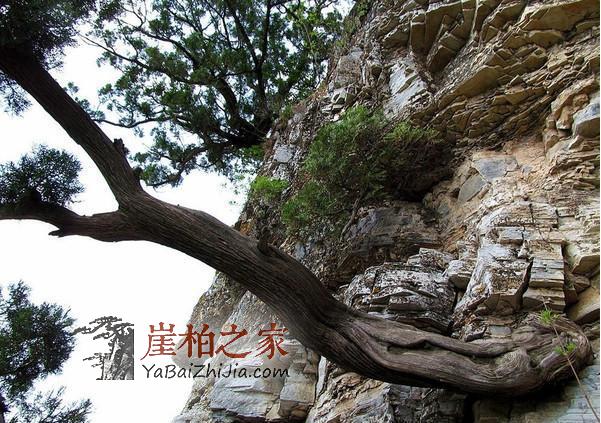 探秘太行崖柏久负盛名背后的故事!-1