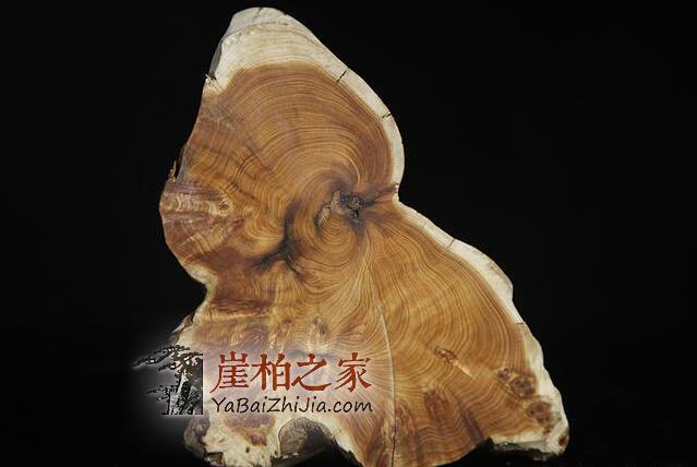 探秘太行崖柏久负盛名背后的故事!-6
