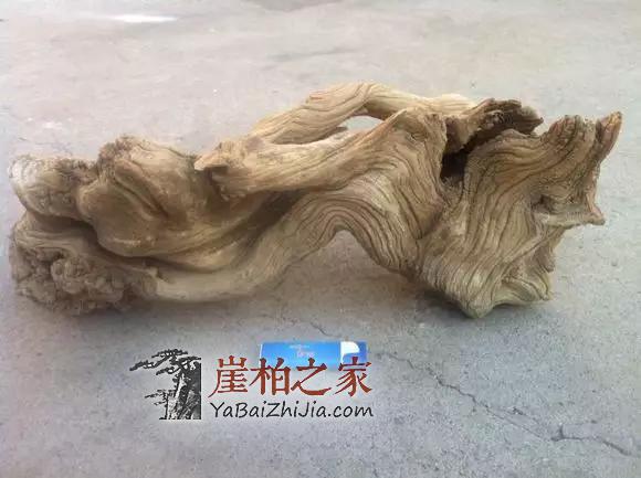 崖柏究竟是怎么历尽艰辛,成长的!-2