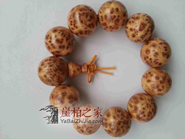 崖柏究竟是怎么历尽艰辛,成长的!-5