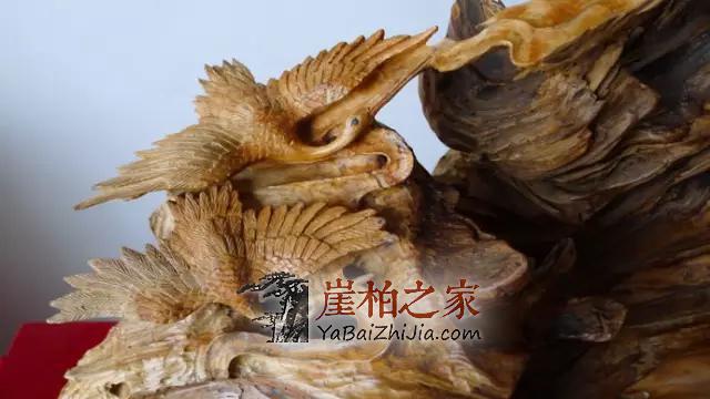 崖柏究竟是怎么历尽艰辛,成长的!-4